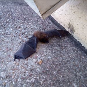 Meet your Posher, Junior